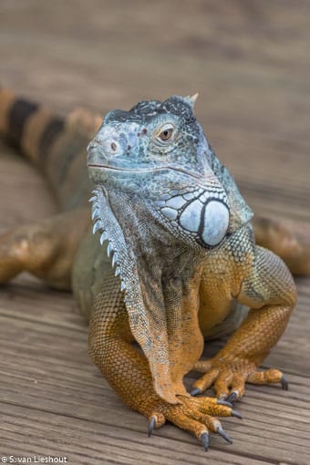 Iguana Benalmadena