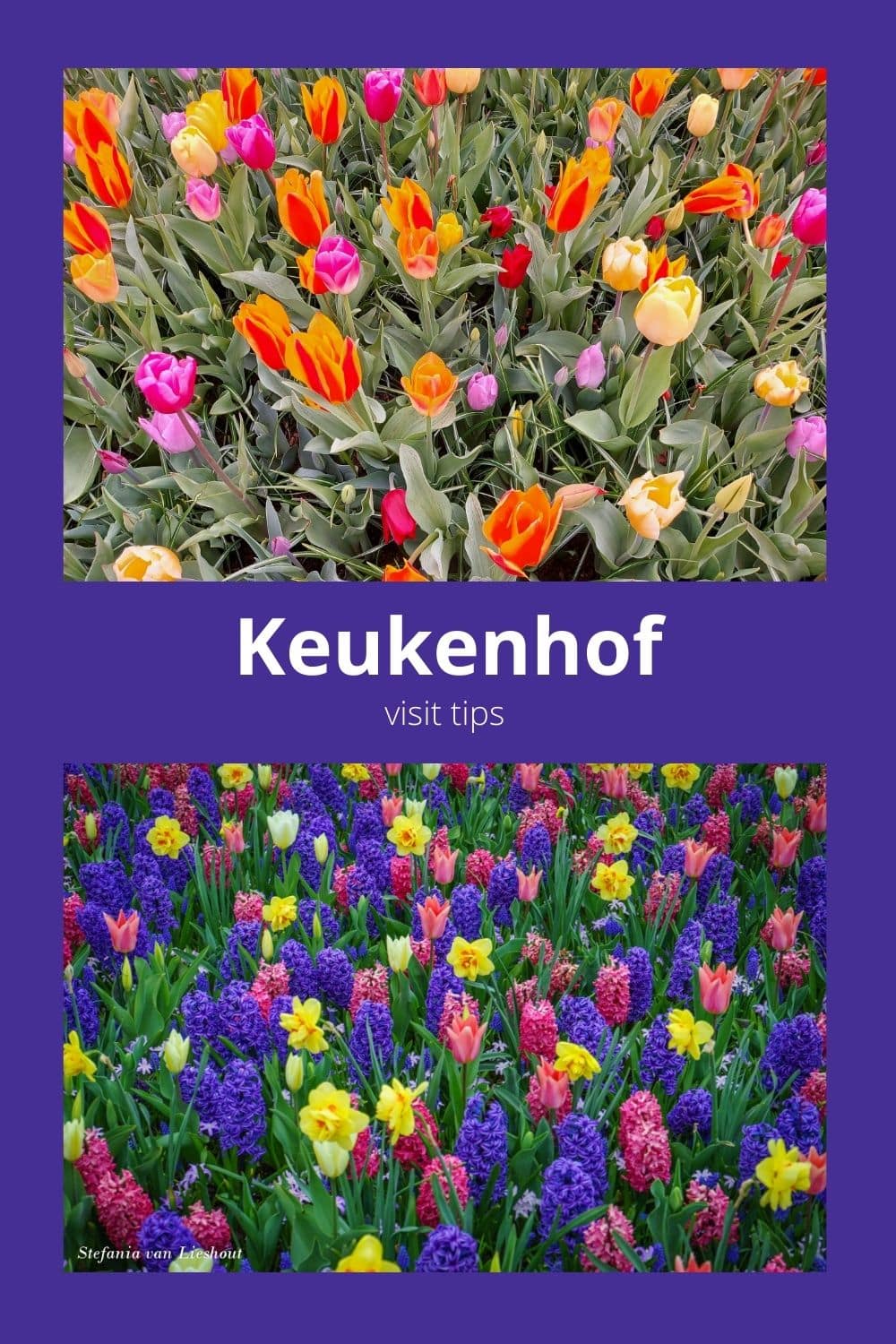 visit Keukenhof