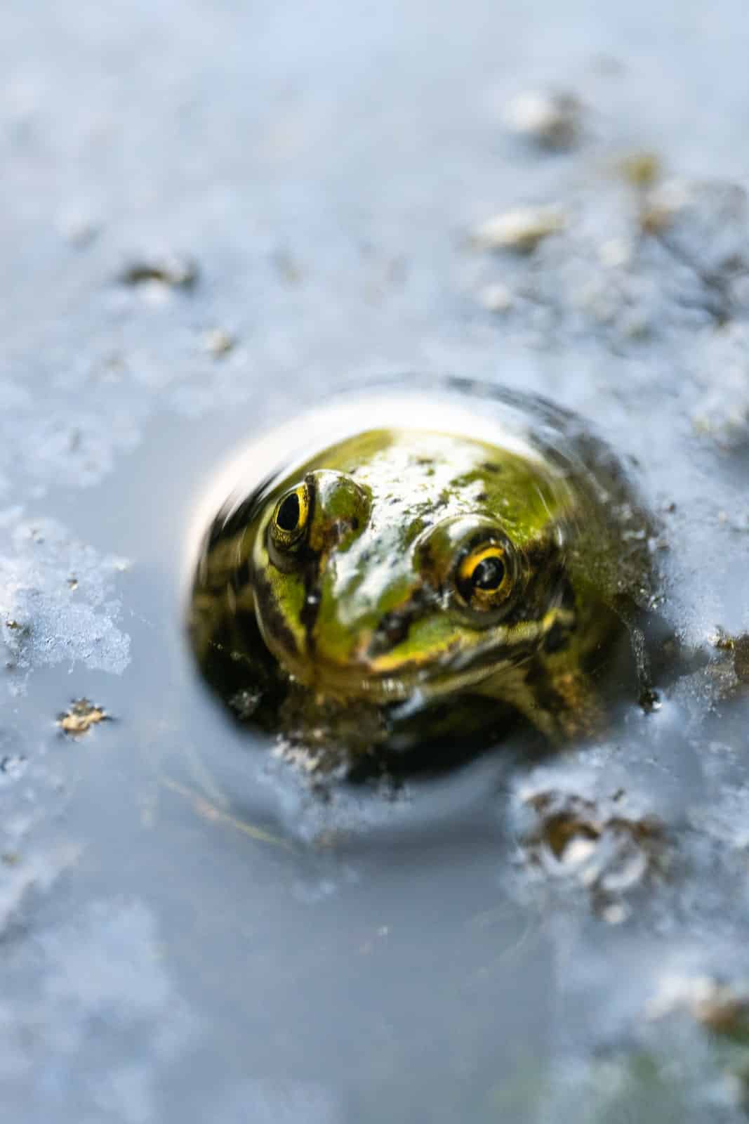 frog wilflife 