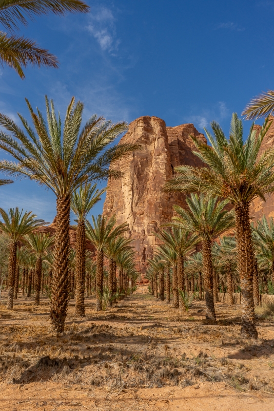 Oasis Al Ula