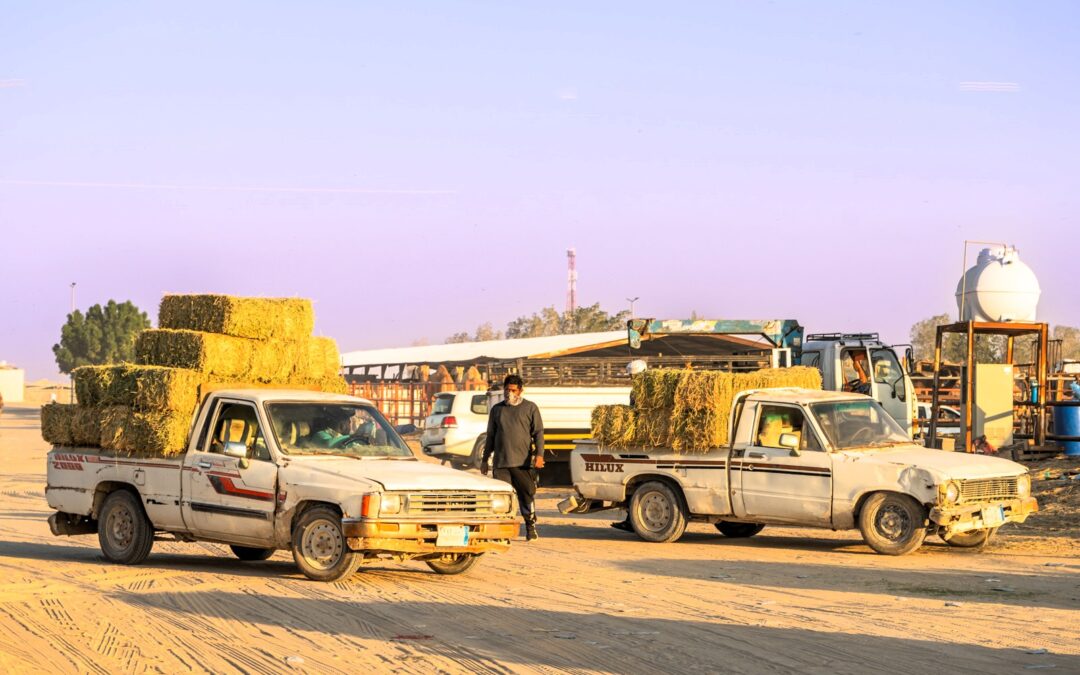 The most beautiful camel of Al Hofuf